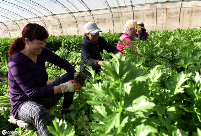 秋季低温多湿，芹菜二尾蚜来袭能不能防住这个害虫，就看这次了8