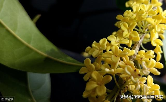 北方桂花树种植技术 北方桂花树种植技术（桂花树北方可以露天种植吗） 生活