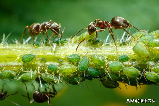 记住这个配方，防治金针虫、蛴螬、地老虎最优秀4