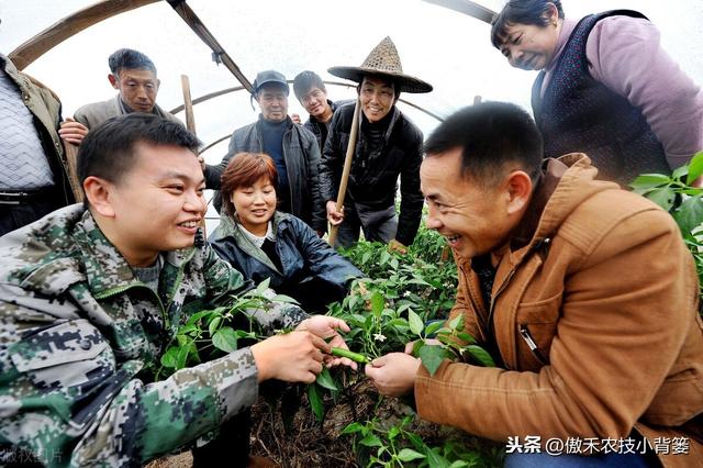 氨基寡糖素：促长壮棵+防治病虫害，作物浸种、灌根、喷施都能用8