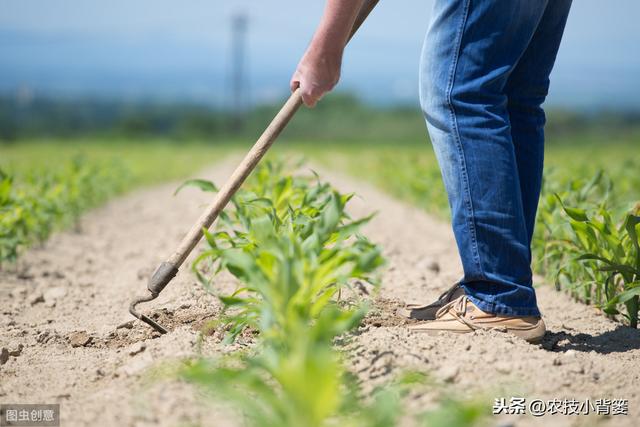 玉米田除草剂使用后，杂草杀不死或出现药害的原因与解决方法10