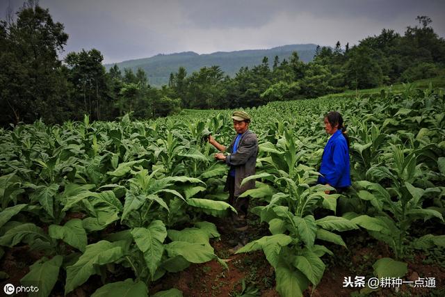 农民辛苦种植烟叶，虫子多难杀死，虫害防治方法提前收好