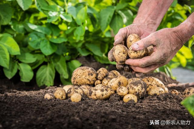 土豆病毒病怎么办？土豆病毒病常用杀菌剂介绍，老农实用技术分享