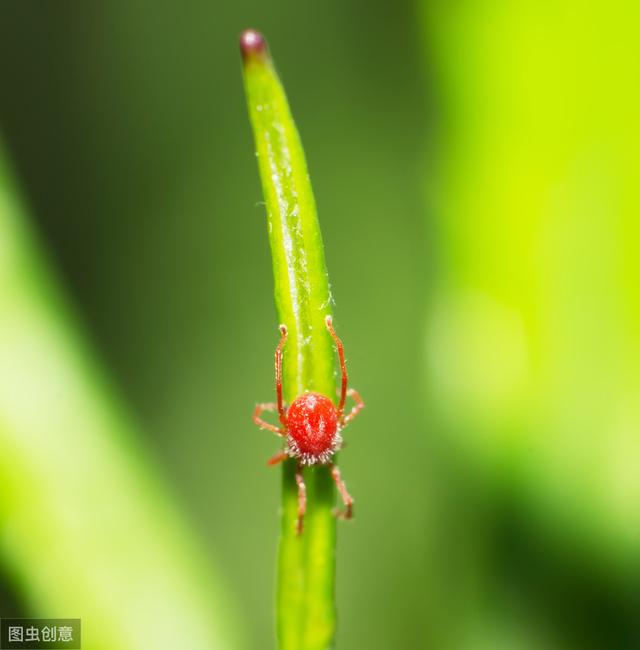 4月初红蜘蛛迎来第一个高发期，你做好准备了吗