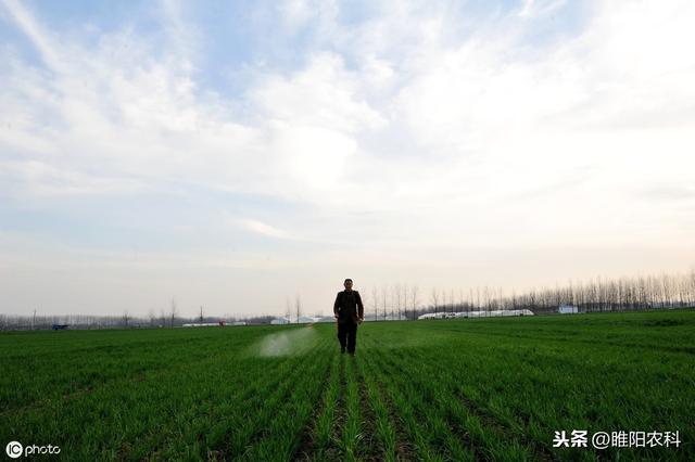 又一个新型麦田除草剂上市，禾阔双除，除草干净又彻底