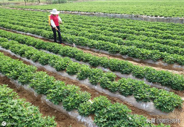 推荐一个使用最广的除草剂，单、双子叶作物通用，杂草禾阔双除3