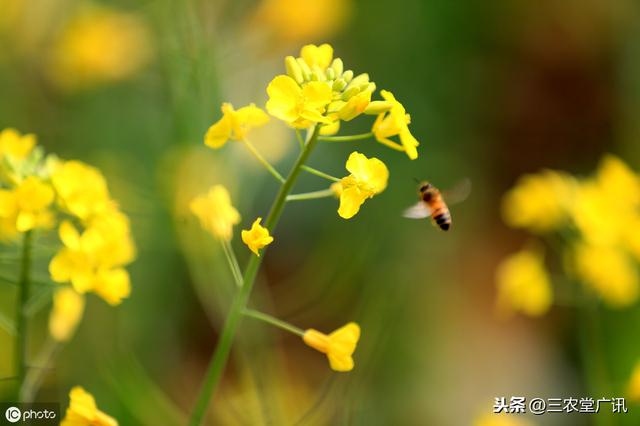 油菜马上进入种植期，提前了解各种草害和病害，这篇文章可以学习