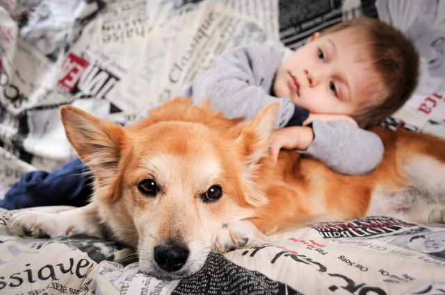 柯基犬图片 柯基犬图片（柯基犬图片电脑壁纸） 动物