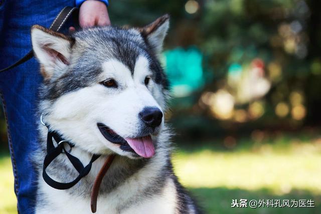 狂犬病潜伏期多久 狂犬病潜伏期多久（猫如果有狂犬病潜伏期多久） 动物