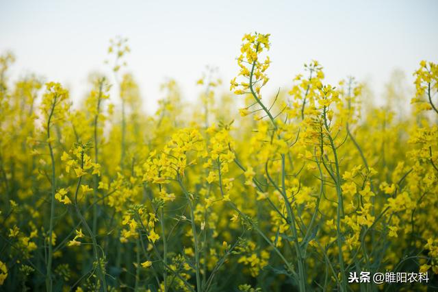 芸苔素内酯原来有这么多的用途，看过这篇文章就全了解啦