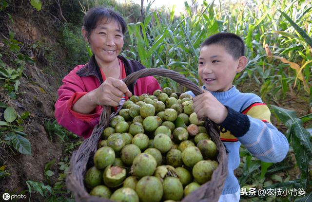 果树溃疡病易发病、难防治，学会这些知识方法，轻松防治不犯愁9