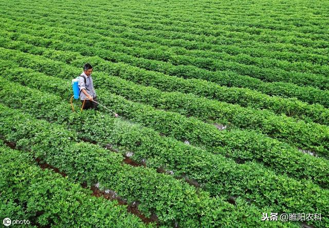 最安全的大豆、花生、油菜等除草剂，除草速度快，干净又彻底