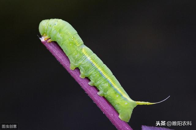 苏云金杆菌掌握这些内容，杀虫只需几分钟，持效期可达20天2