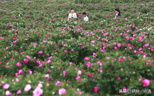 食用玫瑰花病虫害防治技术，花农请收好2