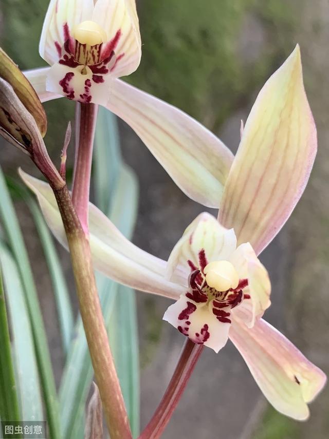 百合花的寓意