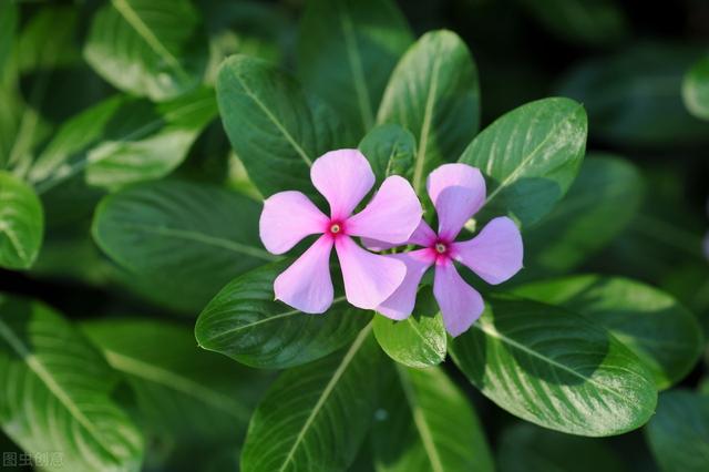 长春花播种