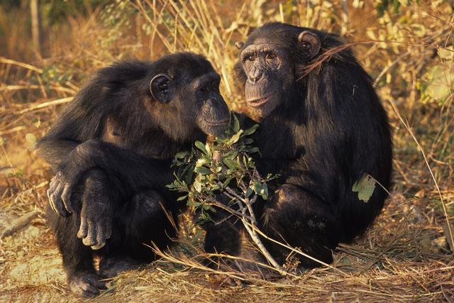 大猩猩的繁殖方式是什么（大猩猩行走方式）