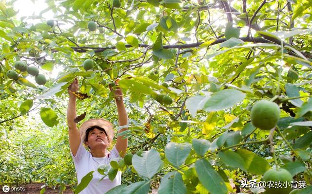 核桃结果期容易发生黑斑病，只有掌握病发规律才能做到有效防治7