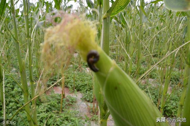 安全使用毒死蜱防虫技术，建议收藏！4