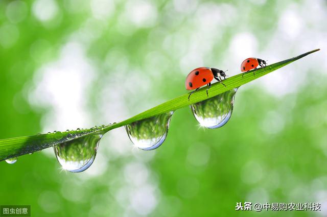 可以对付20多种害虫！高效氯氟氰菊酯药剂使用大全来了！