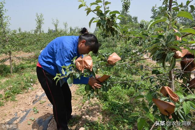 苹果要想长得好，病虫害防治少不了！12个月份病害防治图谱！2