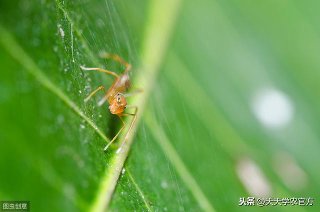 红蜘蛛克星原来是它！这么轻松就能搞定“小妖精”，真神奇！