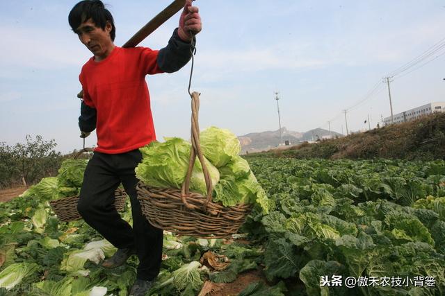 大白菜上的小黑点是啥东西？人能吃吗？啥原因造成的？怎么防治？11