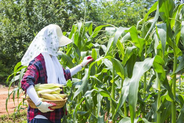 玉米粗缩病的症状表现、发病规律及防治措施，不是老农民不知道