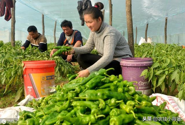 冬季温室大棚使用烟雾熏剂防治病虫害效果好，但要注意这6点8