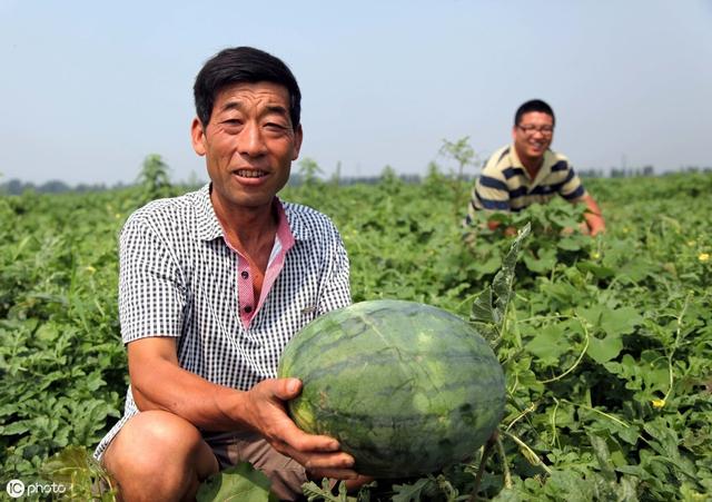 西瓜的种植与管理