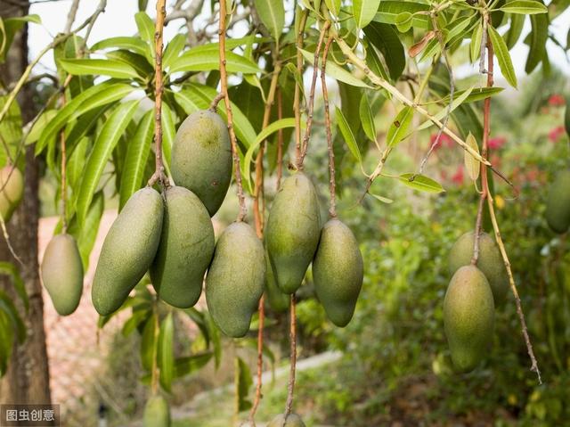 芒果高产无公害栽培技术，掌握科学知识要点，提高农民增收增产