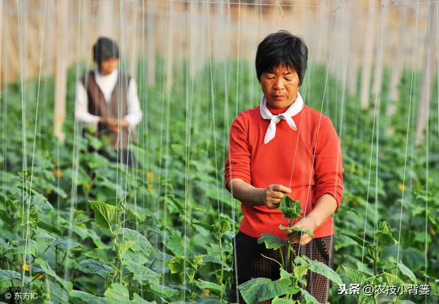 黄瓜种植，如何有效防治靶斑病、霜霉病、细菌性角斑病、炭疽病？13