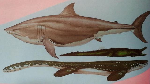 鲨鱼的祖先是谁图片图片