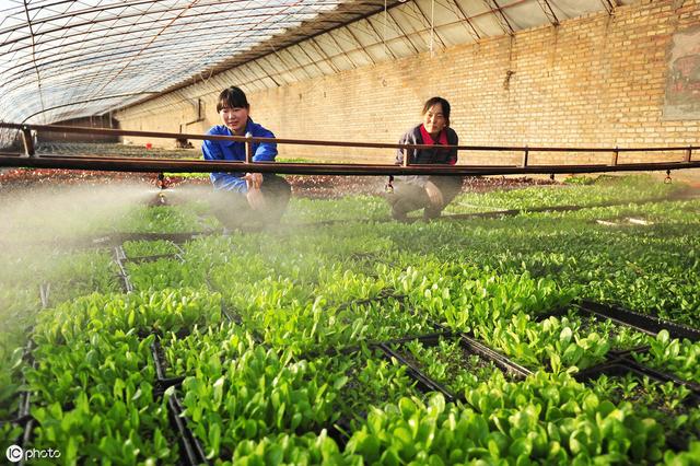 小油菜的病虫害防治技术详细介绍，因地、因时制宜，提高种植效益3