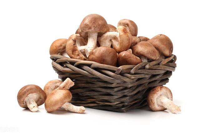 蘑菇有哪些种类，蘑菇的种类有哪些？