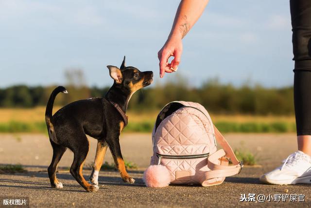 杜宾犬打架