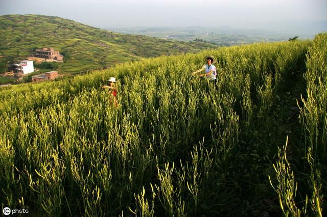 黄花菜田间管理和病虫害防治技术，详细分享种植技术4