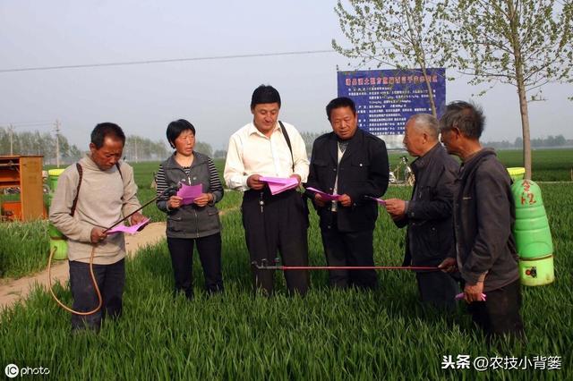 虫体小、难发现、易减产！小麦吸浆虫防治一定要抓住这两关键期！2