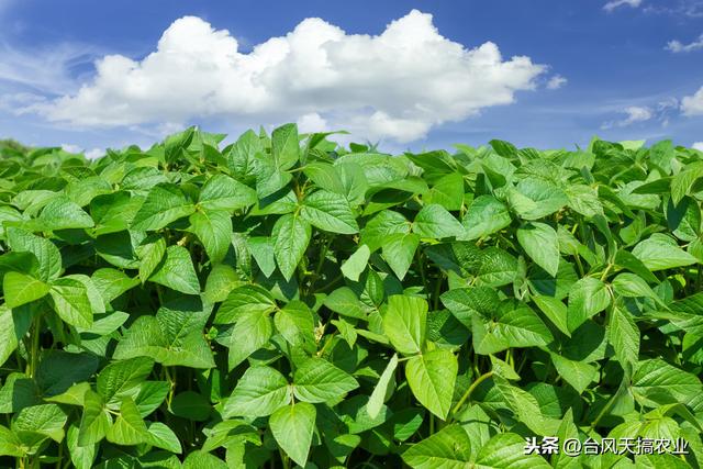 农药杀菌剂——腈菌·锰锌，附几种蔬菜常用施药方法3