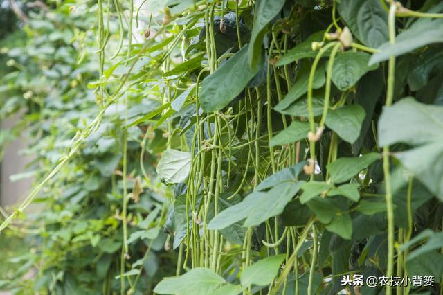 春季种植豆角做到这五点，苗株健壮、开花结荚多，持续采摘能高产8