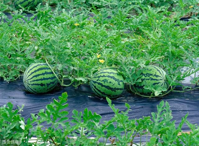 西瓜地里能打除草剂吗？哪些除草剂可以选用？选用除草剂注意事项