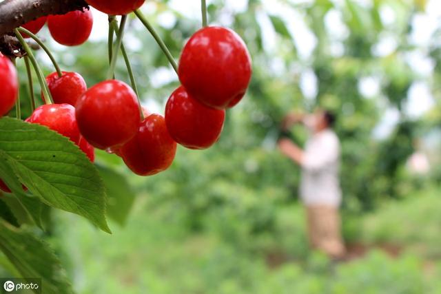 农村农药使用，如何用福美双防治果树病害？