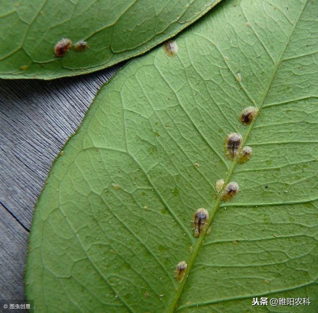 最难治的介壳虫，这几个药剂彻底消灭它