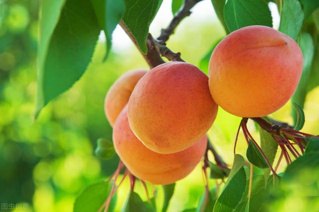 详解杏树栽培管理，来学学杏树播种、嫁接管理，病虫害防治