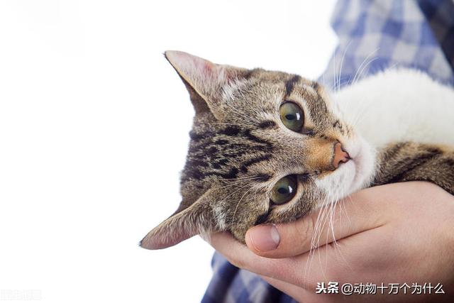 猫的生活习性 猫的生活习性（布偶猫的生活习性） 动物