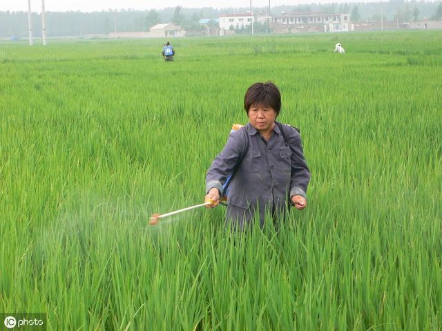 虱螨脲、虫螨腈、茚虫威杀虫效果各有千秋，孰优孰劣不能一概而论4