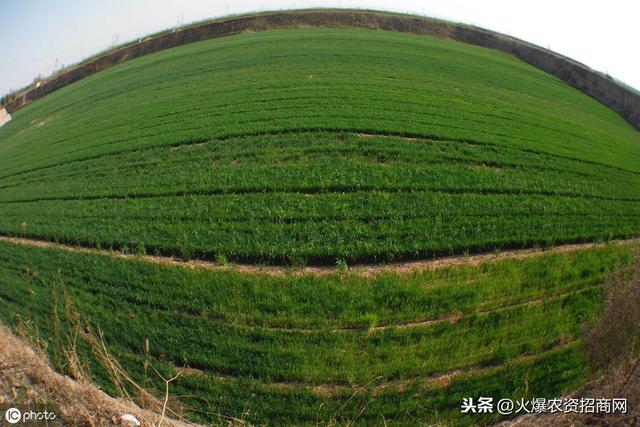 节节麦用什么除草剂好 使用时期 使用方法