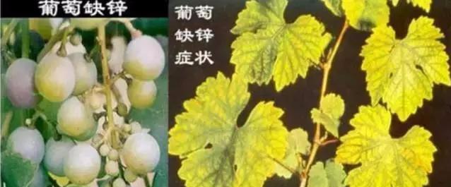 葡萄植株所需要的营养元素有哪些？以及各营养元素对葡萄的影响