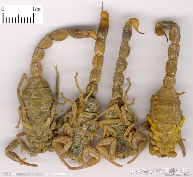 一味让人心生畏惧却又能治疗小儿惊风抽搐的药农村孩子都见过