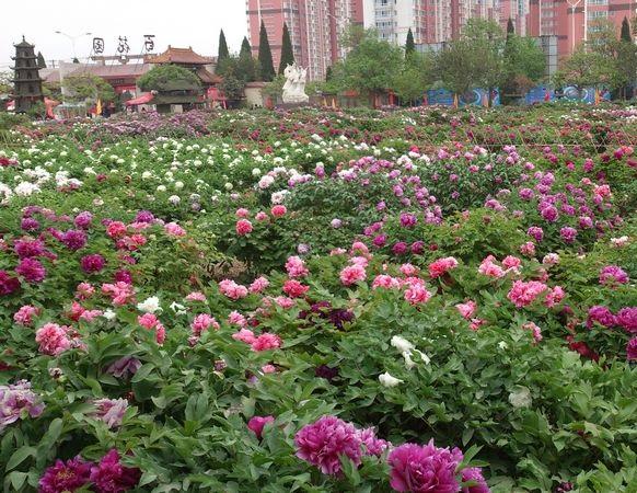山东旅游攻略大全（九州风物志山东16城50个景点）(49)